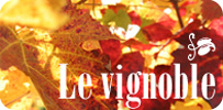 vignoble